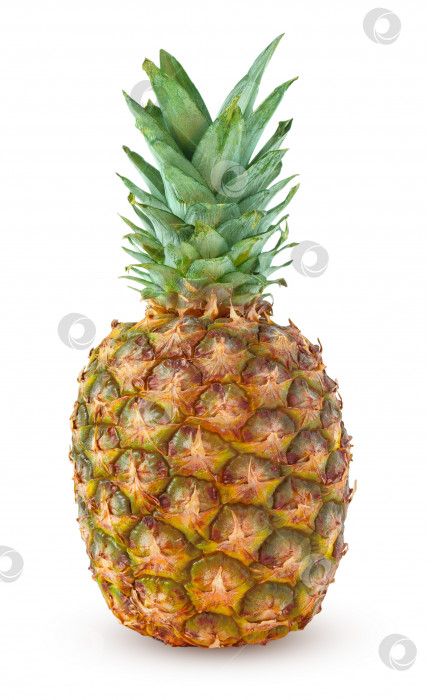 Скачать Цельный ананас, выделенный на белом фоне фотосток Ozero