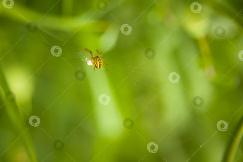 Скачать Маленький желтый паук в паутине фотосток Ozero