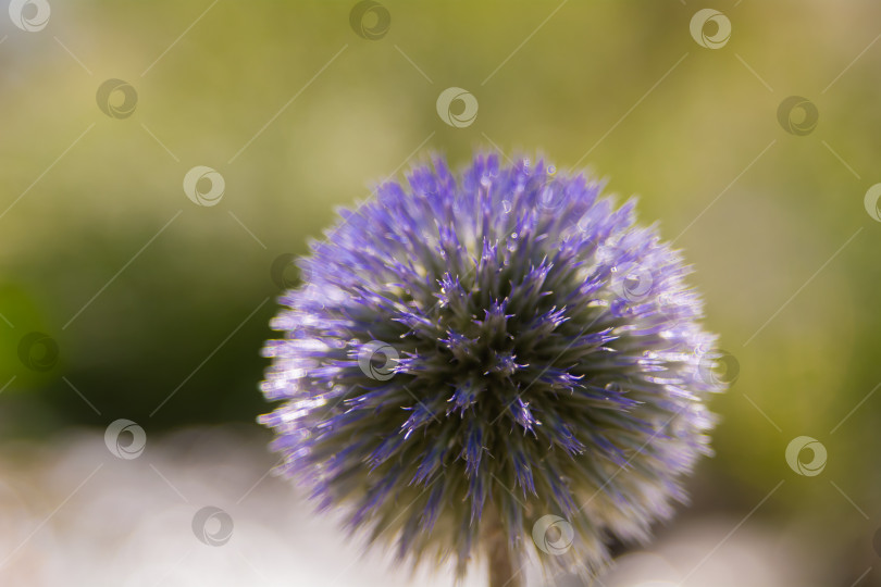 Скачать Echinops sphaerocephalus - типовой вид растений рода Эхинопс семейства астровые. фотосток Ozero