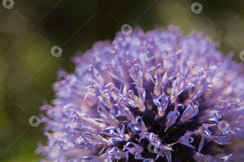 Скачать Echinops sphaerocephalus - типовой вид растений рода Эхинопс семейства астровые. фотосток Ozero