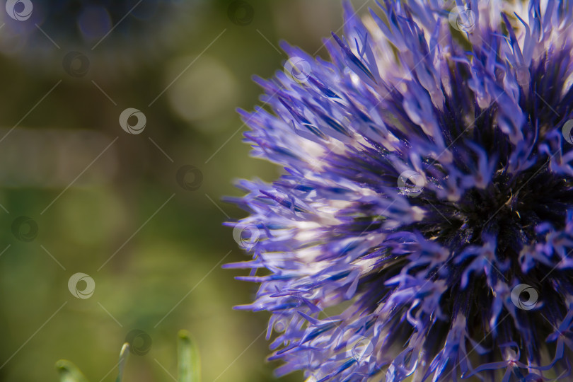 Скачать Echinops sphaerocephalus - типовой вид растений рода Эхинопс семейства астровые. фотосток Ozero