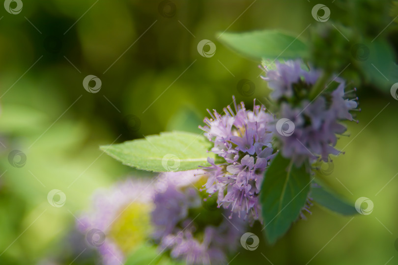 Скачать Пеннироял, или мята (Mentha pulegium) - многолетнее растение, вид рода Mentha семейства Ламиевые. фотосток Ozero