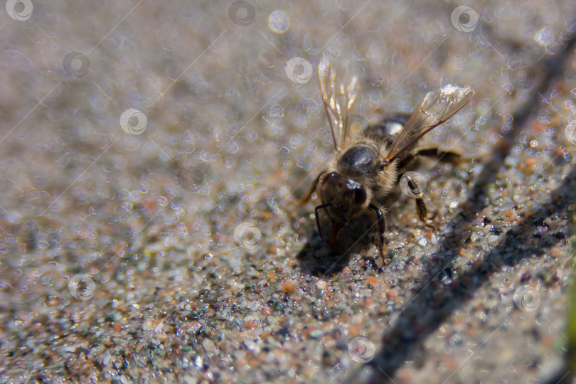 Скачать Пчела собирает воду в песках фотосток Ozero