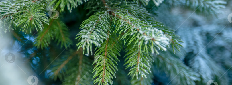 Скачать Зимний иней на зеленых ветвях рождественской елки, фоновое изображение Рождества фотосток Ozero