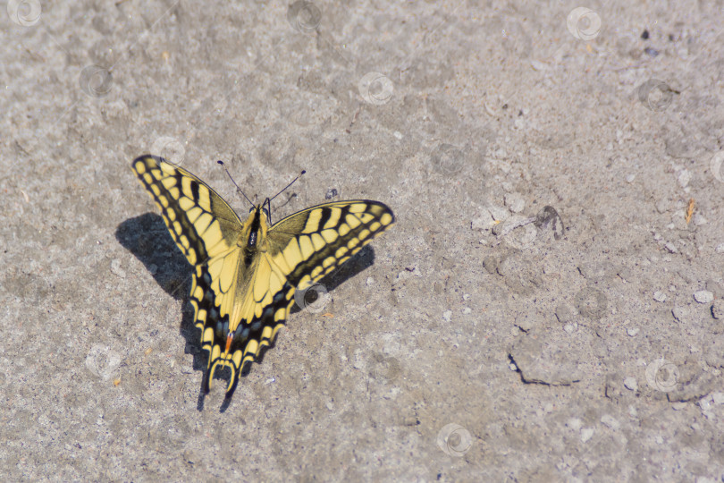 Скачать Ласточкин хвост (лат. Papilio machaon) - дневная бабочка из семейства ласточкиных хвостов или кавалеров (лат. Papilionidae). фотосток Ozero