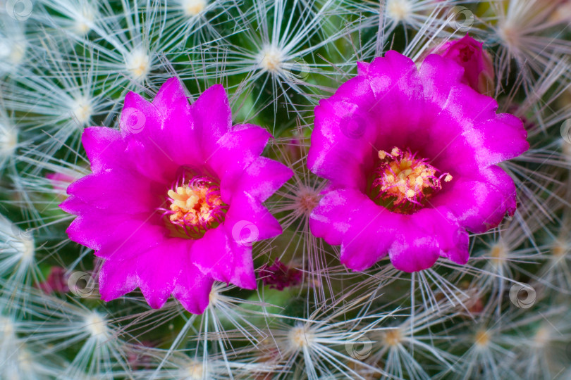 Скачать Крупный план розовых цветков кактуса mammillaria laui. Макрос фотосток Ozero