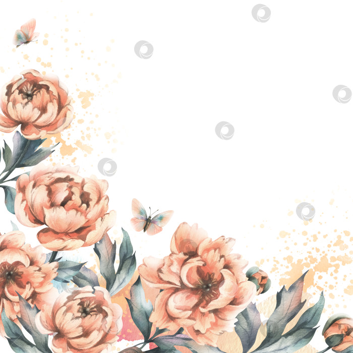 Скачать Цветы пиона с бутонами и листьями и летающими бабочками пастельного персикового цвета. Ботаническая иллюстрация, выполненная акварелью от руки. Романтично, мило, красиво, рамка, венок, шаблон для текста. фотосток Ozero