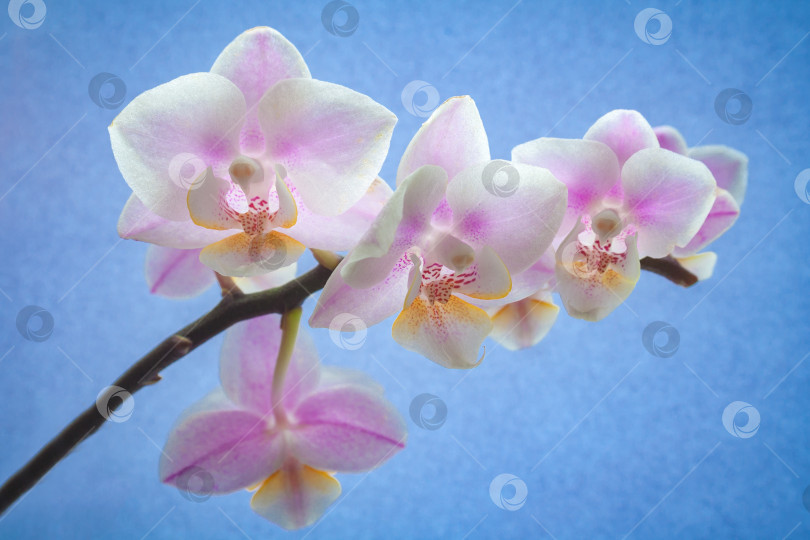 Скачать Ветка цветов орхидеи на голубом фоне фотосток Ozero