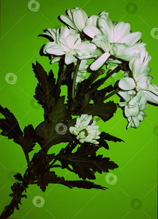 Скачать Цветы, веточка белой хризантемы на зеленом фоне фотосток Ozero