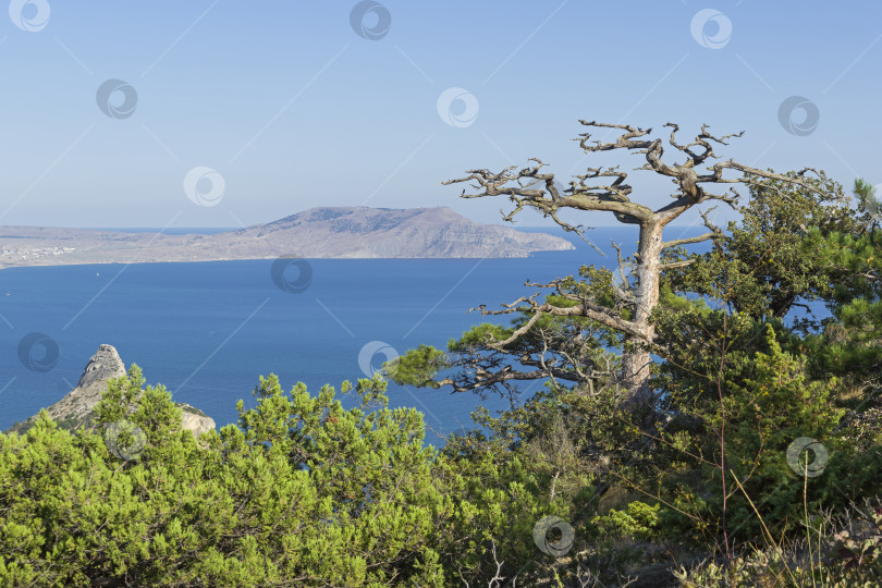 Скачать Засохшая реликтовая сосна на склоне горы над морем. фотосток Ozero