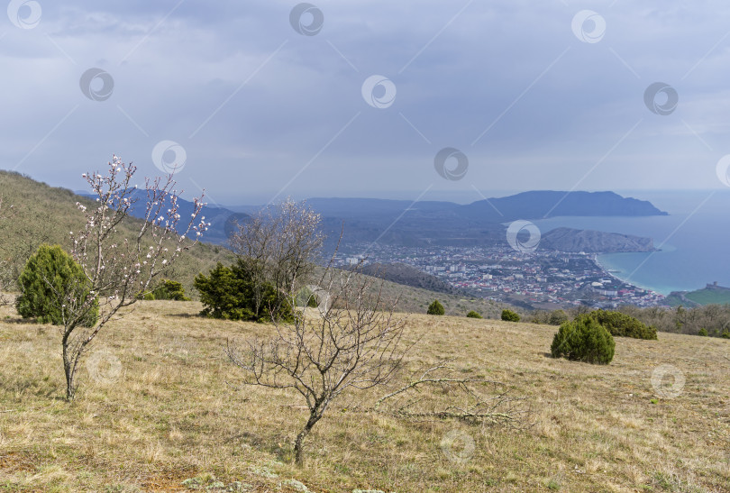 Скачать Цветущее миндальное дерево на вершине горы. фотосток Ozero