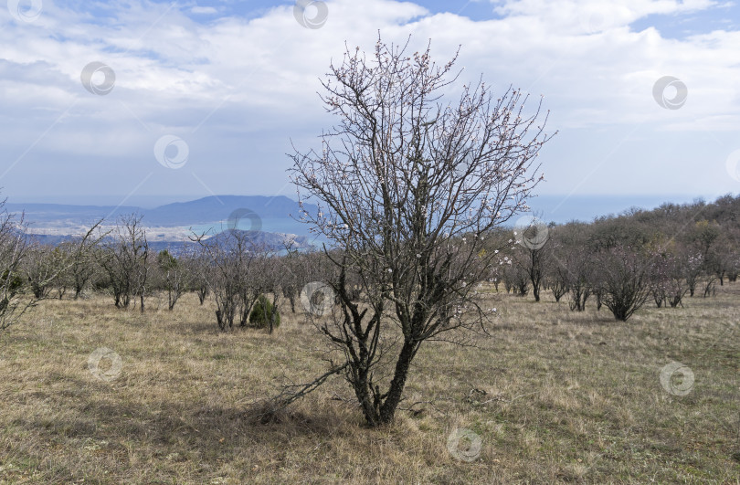 Скачать Цветущее миндальное дерево на вершине горы. фотосток Ozero