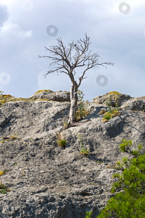 Скачать Засохшая реликтовая сосна на вершине скалы. фотосток Ozero