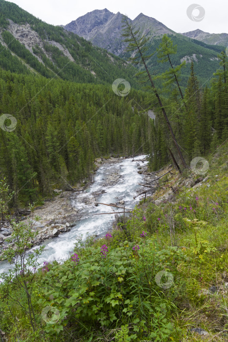 Скачать Горный Алтай. Река Шавла. Сибирь, Россия. фотосток Ozero