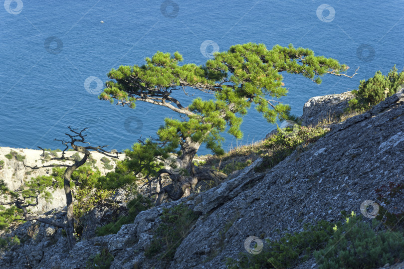 Скачать Реликтовые сосны на прибрежных скалах на фоне моря. фотосток Ozero