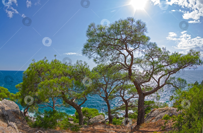 Скачать Реликтовые сосны на берегу моря под ярким летним солнцем. фотосток Ozero