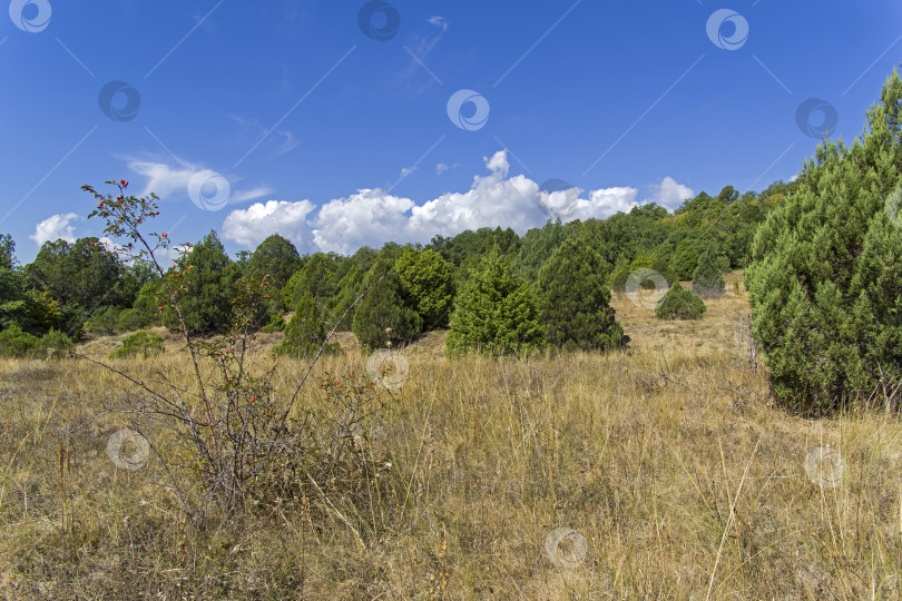 Скачать Шиповник на поляне. фотосток Ozero