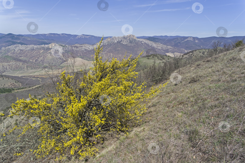 Скачать Цветущий кизил в Крымских горах. фотосток Ozero