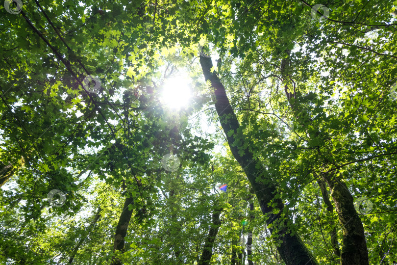 Скачать красивая листва деревьев, снятая снизу вверх фотосток Ozero