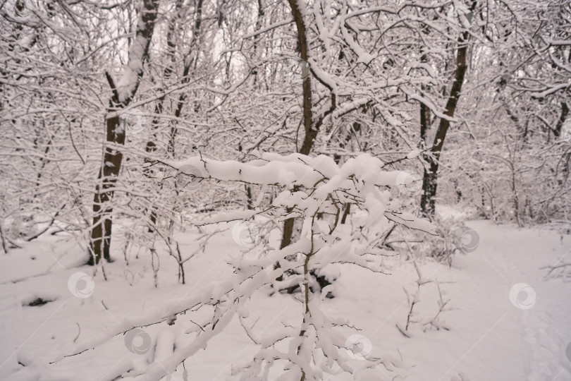Скачать ветка дерева, покрытая снегом, в зимнем лесу крупным планом фотосток Ozero