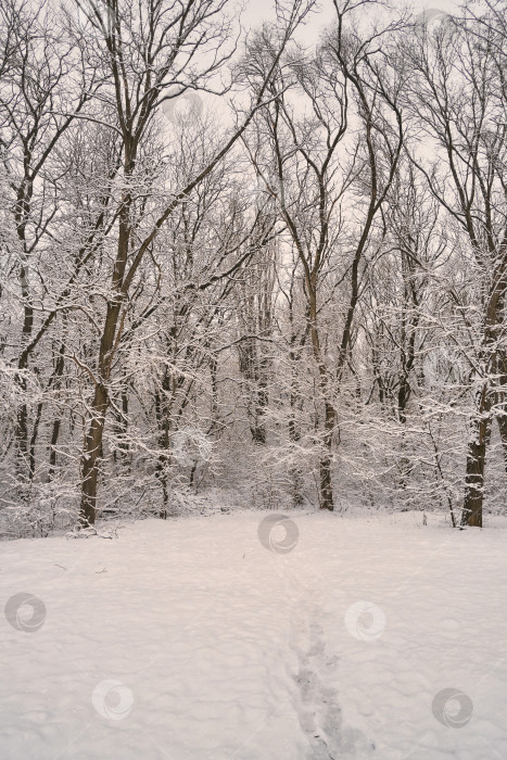 Скачать дорога в зимней роще среди деревьев, покрытых большим количеством снега фотосток Ozero