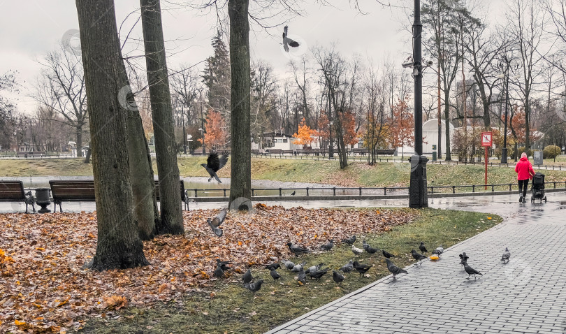 Скачать стая голубей в осеннем парке фотосток Ozero