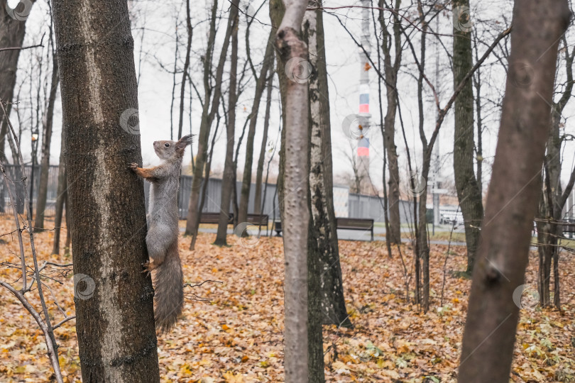 Скачать белка сидит на дереве в интересной позе фотосток Ozero