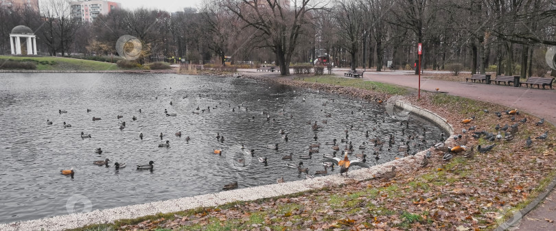 Скачать большая группа диких уток плавает в пруду фотосток Ozero