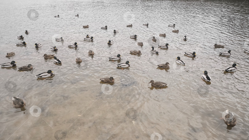 Скачать большая группа диких уток плавает в пруду фотосток Ozero
