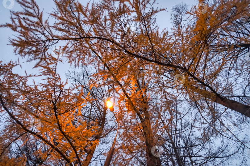 Скачать верхушки хвойных деревьев в городском парке поздним вечером фотосток Ozero
