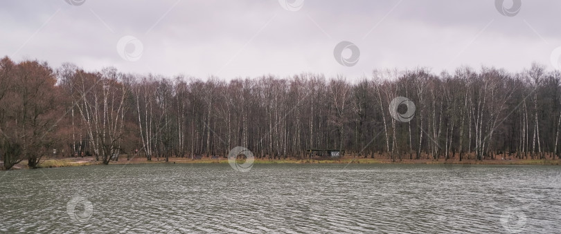 Скачать березовая роща на берегу пруда осенью фотосток Ozero