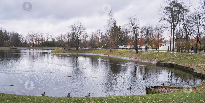 Скачать озеро в городском парке с дикими утками осенью фотосток Ozero