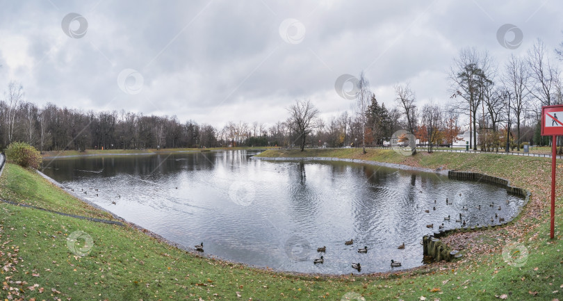 Скачать озеро в городском парке с дикими утками осенью фотосток Ozero