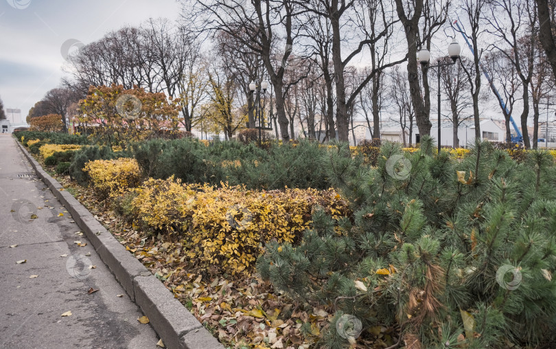 Скачать красивые осенние посадки кустарников и деревьев в городском парке фотосток Ozero