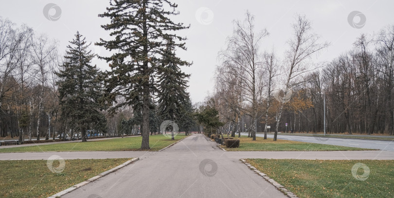 Скачать дорога в осеннем парке возле Московского государственного университета с красивыми хвойными деревьями фотосток Ozero