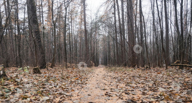 Скачать осенняя дорога, усыпанная опавшими желтыми листьями, в сосновом лесу фотосток Ozero
