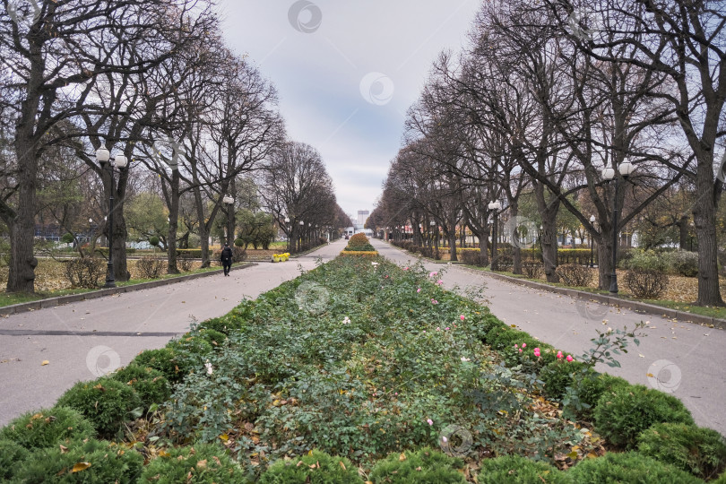 Скачать центральная лужайка в осеннем парке с кустами и розами фотосток Ozero