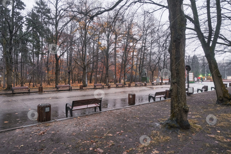 Скачать Центральная аллея со скамейками в парке Сокольники в Москве осенью фотосток Ozero