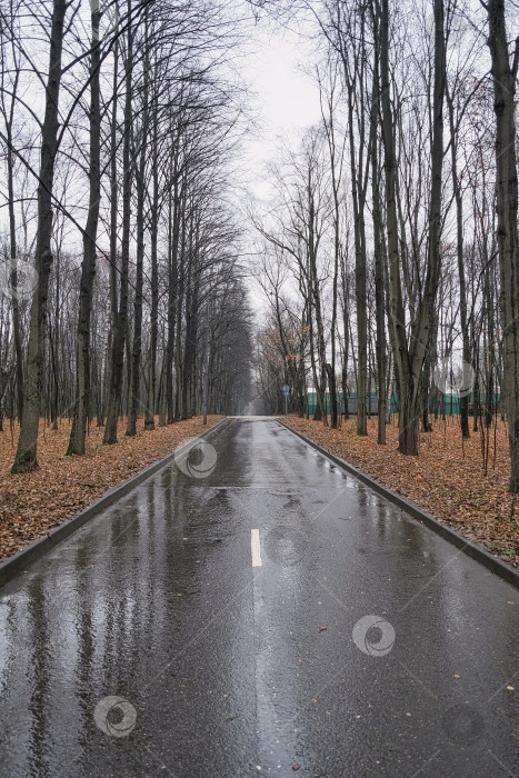 Скачать Дорога, уходящая вдаль осенью во время дождя фотосток Ozero