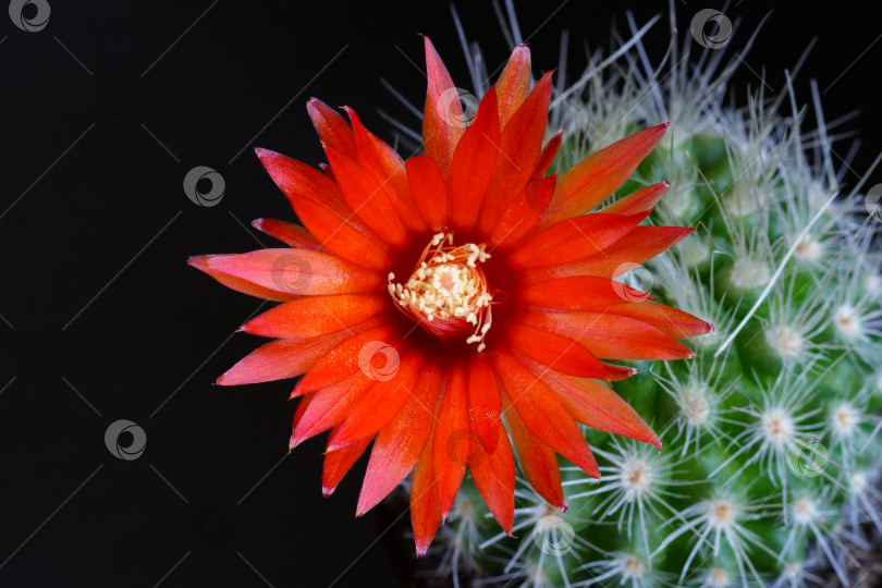 Скачать Красный цветок кактуса Parodia nivosa на черном фоне фотосток Ozero