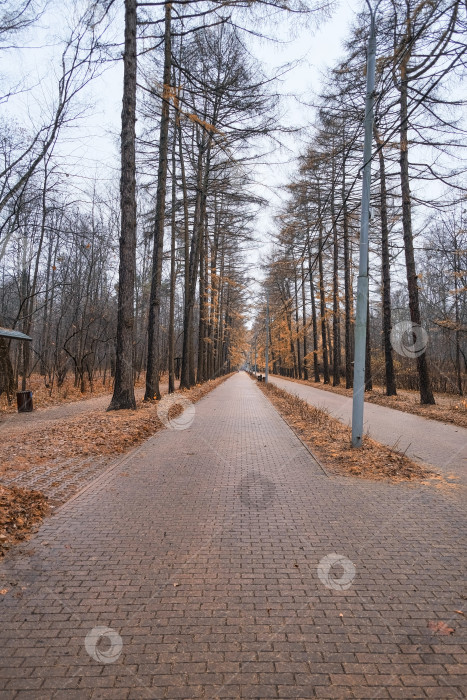 Скачать дорога, уходящая вдаль, в городском осеннем парке с хвойными деревьями с желтой хвоей и красивыми скамейками с крышей во время дождя фотосток Ozero