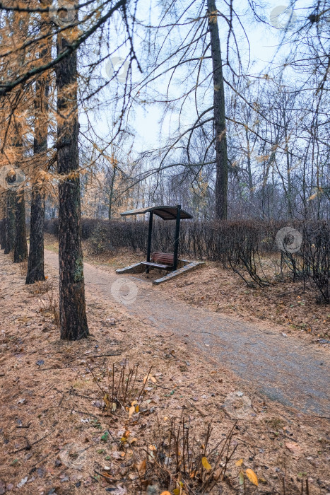 Скачать дорога, уходящая вдаль, в городском осеннем парке с хвойными деревьями с желтой хвоей и красивыми скамейками с крышей во время дождя фотосток Ozero