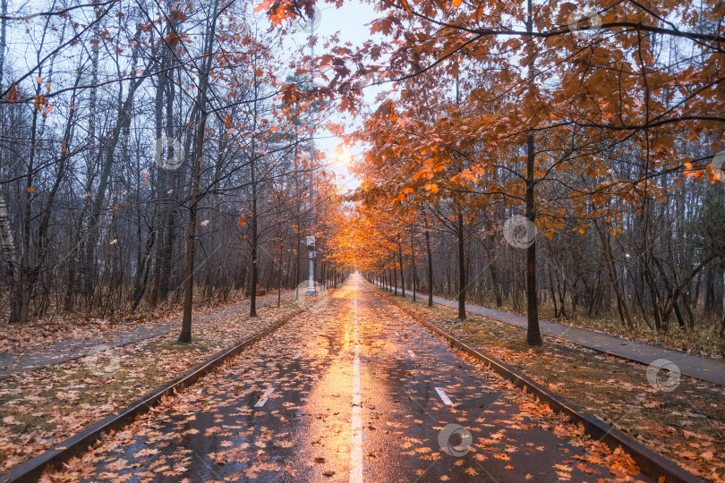 Скачать красивая дорога осенью под дождем поздним вечером с опавшими дубовыми листьями, отражающими свет фонарей фотосток Ozero
