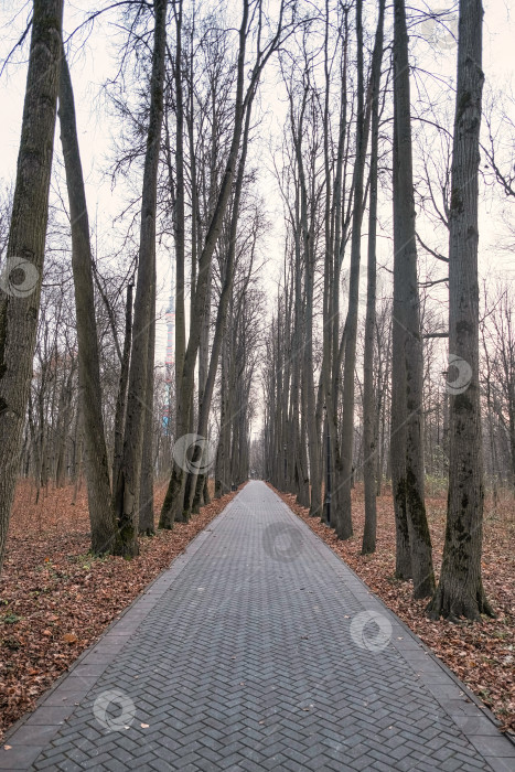 Скачать дорога в красивом осеннем парке, уходящем вдаль, выложена плиткой из высоких деревьев по бокам фотосток Ozero