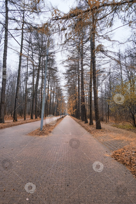 Скачать дорога, уходящая вдаль, в городском осеннем парке с хвойными деревьями с желтой хвоей и красивыми скамейками с крышей во время дождя фотосток Ozero