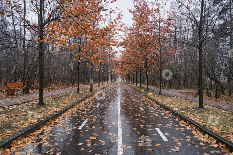 Скачать проезжая часть в красивом городском парке осенью с опавшими листьями и отражением деревьев фотосток Ozero