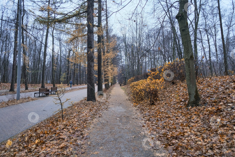 Скачать дорога, уходящая вдаль, в городском осеннем парке с хвойными деревьями с желтой хвоей и красивыми скамейками с крышей во время дождя фотосток Ozero