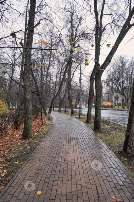 Скачать дорога в красивом осеннем парке, уходящем вдаль, выложена плиткой из высоких деревьев по бокам фотосток Ozero