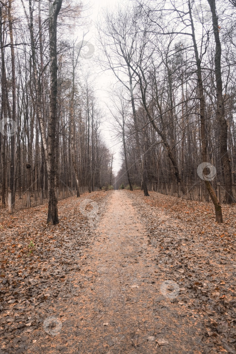Скачать осенняя дорога, усыпанная опавшими желтыми листьями, в сосновом лесу фотосток Ozero