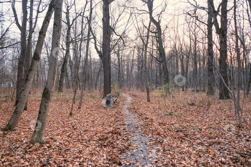 Скачать выложенная плиткой дорожка в осеннем парке, заваленная большим количеством опавших листьев фотосток Ozero